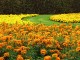 Marigolds