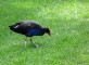 Pukeko