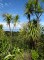 Cabbage Trees